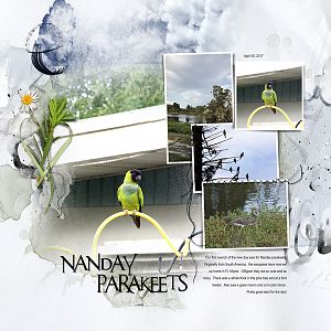 2017Apr30 Nanday parakeets