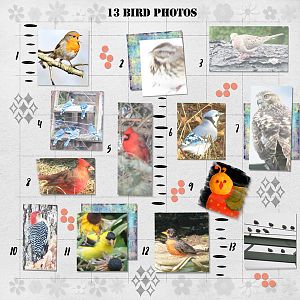 13 Bird Photos