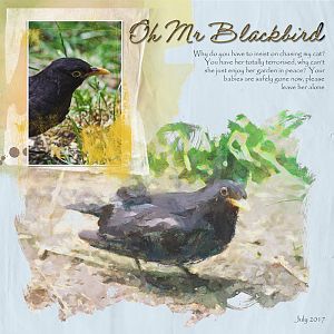 Oh Mr Blackbird