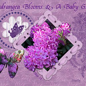 Hydrangea Blooms & A Baby Girl