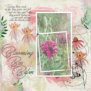 Blooming Bee Balm