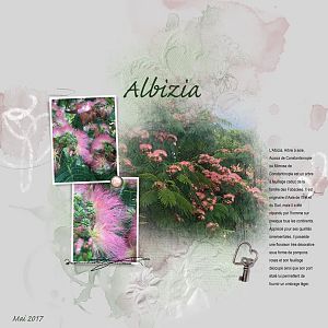 Albizia