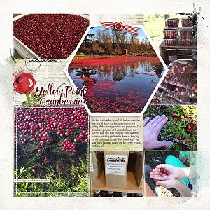 Yellow Point Cranberries