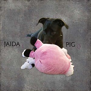 Jaida 1 Pig 0