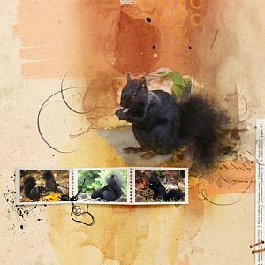 Black Squirrels/chall 6