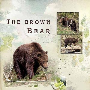 The Brown Bear