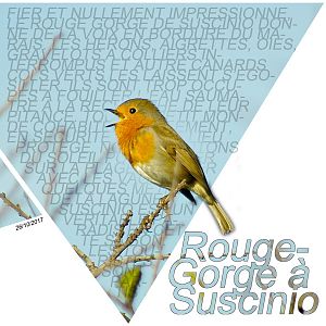 Rouge gorge  Suscinio