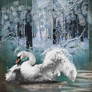 Enchanted Swan
