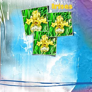 Irises for spring