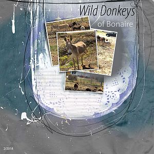 Wild Donkeys of Bonaire