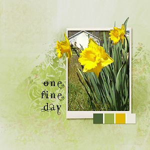 Daffodils - One Fine Day