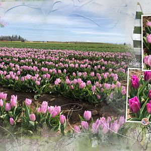 AnnaLift 4-7 Tulips