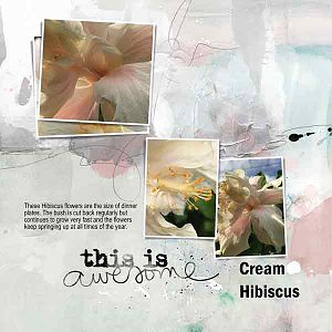 Cream Hibiscus