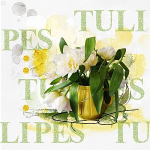 Tulipes blanches