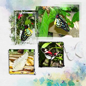 Butterfly Garden Transparency Challenge