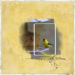 May Challenge #2 Gold Finch
