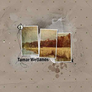 Tamar Wetlands