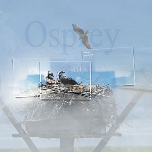 2018Jul20 ospreys Anna lift