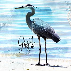 2018Jul20 great blue