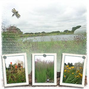 Wild flower/grass planting by the Lake