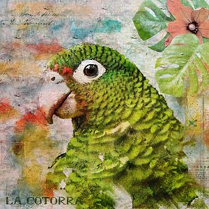 La cotorra (the parrot)