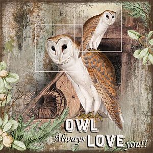 owl always love you