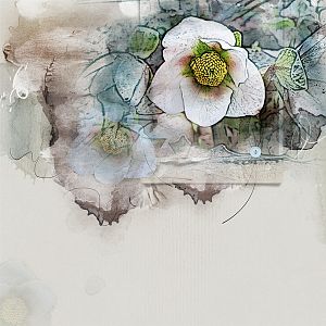 Hellebore