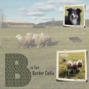 B is for Border Collie