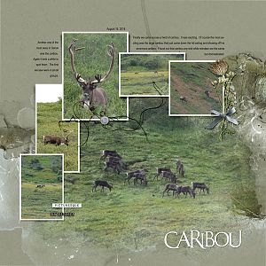 2018Aug16 caribou