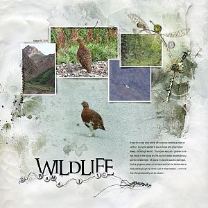 2018Aug16 wildlife