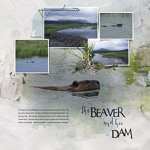 2018Aug16 beaver and his dam