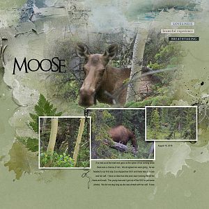 2018Aug16 moose