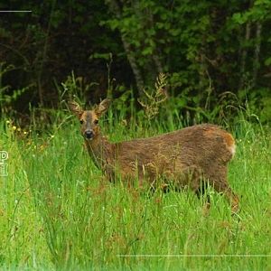 Young roe deer