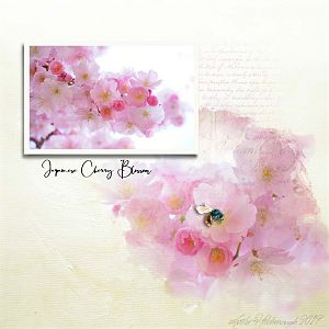 Japenese Cherry Blossom