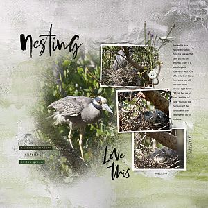 2019May22 nesting
