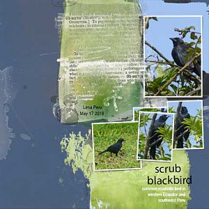 Scrub blackbird