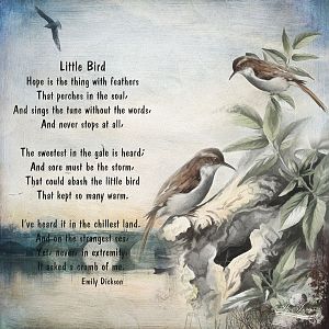 Little Bird