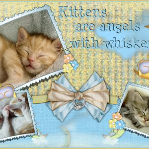 Kitten Angels