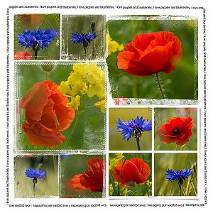 Poppies and Blueberries