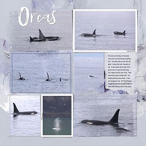 2019Jul24 orcas