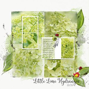 Little Lime Hydrangea