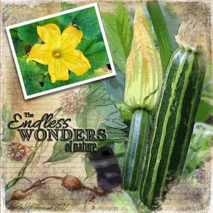 The Humble Courgette