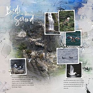 2019Jul25 birds in the sound