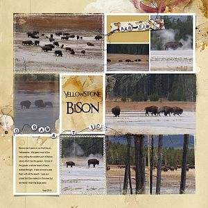 2015Sep Yellowstone bison