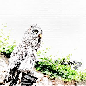 AnnaLift 09/07/19 - 09/20/19  --  new born (june 2019) great gray owl