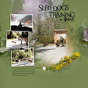 1977Aug6 sled dogs