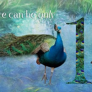 There Can Be Only One--The Peacock Strut