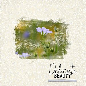Delicate Beauty