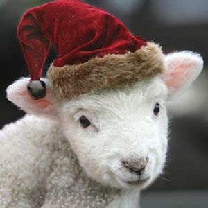 Christmas Lamb avatar