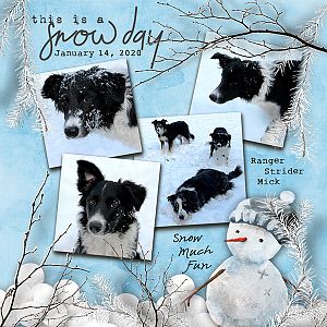 Border Collies in the Snow